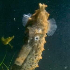 Meet your Posher, Ariana